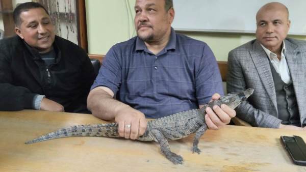 بالصور.. خبير محميات أسوان عقب اصطياد تمساح مصرف بلبيس: سيتم وضعه في بيئته الطبيعية