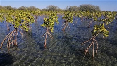صحيفة دولية تشيد بمشروع 