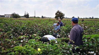 انطلاق موسم جني القطن فى الحقول الإرشادية بالبحيرة