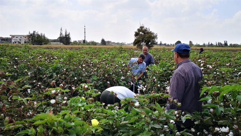 إنطلاق موسم جني القطن