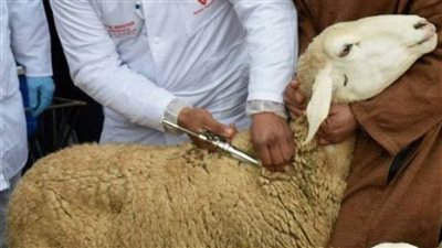 بيطري الغربية: تحصين 13 ألف رأس من الماشية ضد طاعون المجترات الصغيرة