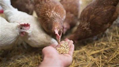 نائب وزير الزراعة: انفراجة في أزمة صناعة الدواجن