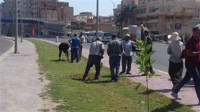 محافظ الإسكندرية: زراعة نحو 18 ألف شجرة بأحياء الإسكندرية خلال 8 أسابيع