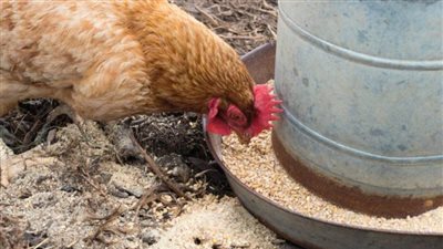 وزارة الزراعة: الدولة تدخلت بقوة لحل أزمة الأعلاف