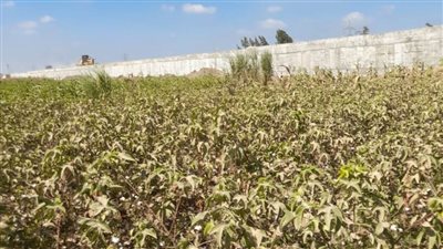 مواقع تجميع القطن بالشرقية تستقبل 16 ألف قنطار 