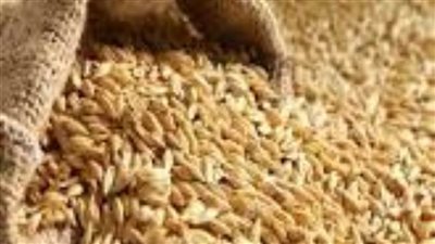 توريد 15 ألف طن أرز شعير لمواقع التجميع 
