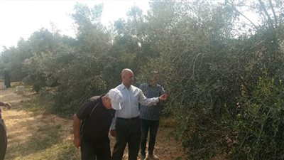 زراعة 15 فدانًًا جديدة بأشجار الزيتون في مزرعة الشباب بالعريش  