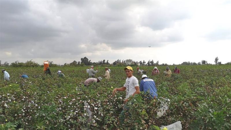 يوم جنى موسع لمحصول