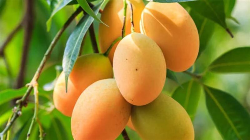 ثمار المانجو - ارشيفية