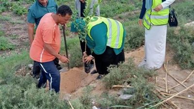 زراعة 200 شجرة مثمرة على جانبى الطريق الصحراوى الغربى بالعدوة في المنيا 