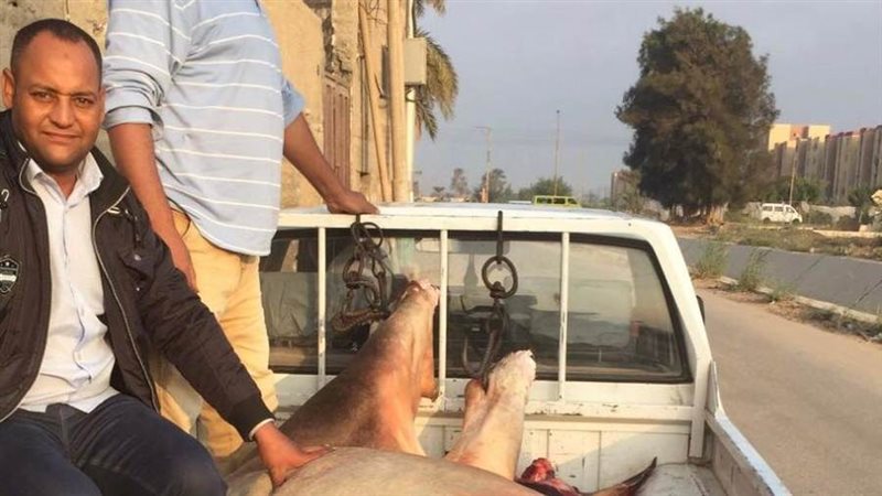 لحوم مذبوحة خارج