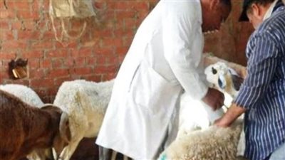 بيطري الغربية: تحصين 29 ألف رأس غنم ضد الطاعون
