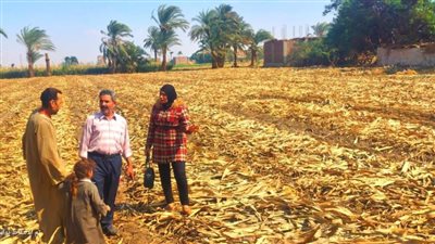 محافظ أسيوط استمرار تنظيم ندوات توعية لمناهضة الحرق المكشوف للمخلفات الزراعية بـ