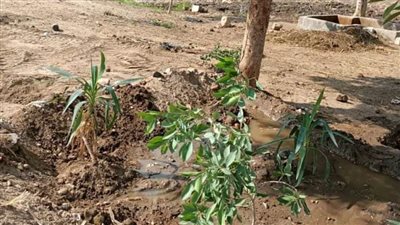 زراعة أشجار مثمرة وحملات نظافة وإزالة حالات تعد بالبناء بمراكز المنيا 