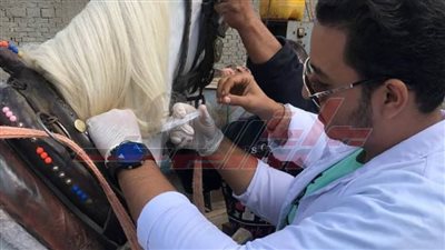 عميد كلية الطب البيطري بكفر الشيخ يعلن أستمرار القوافل البيطرية 