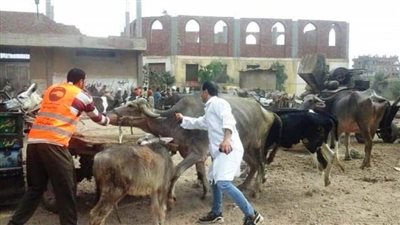 فحص 1268 رأس ماشية وعلاج 620 طائرًا خلال قافلة بيطرية مجانية بالشرقية 