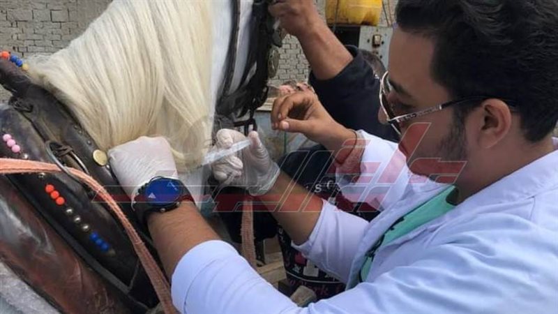 القافلة البيطرية