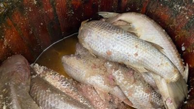 ضبط 850 كيلو أسماك مملحة غير صالحة للاستهلاك الآدمي بالدقهلية 