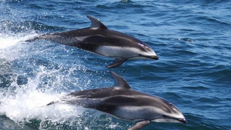 الدلافين في البحر