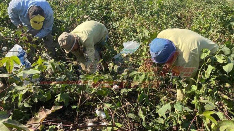 حصاد محصول القطن