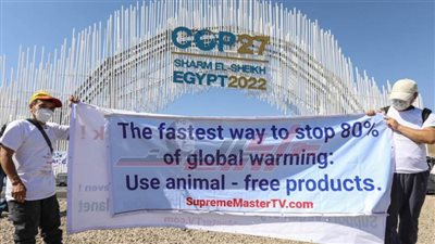 نشطاء المناخ والنباتيون يتظاهرون بشرم الشيخ للمطالبة بمنع أكل اللحوم 