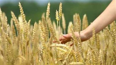 دائرة الزراعة والثروة الحيوانية بالشارقة تصدر دليلا إرشاديا لزراعة القمح