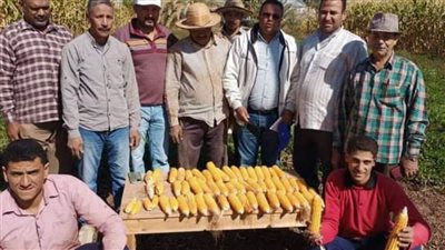 بدء حصاد الذرة الشامية بمركز الداخلة بالوادى الجديد