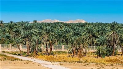 محافظ الوادي الجديد يوجه بتوفير منتجات الصوب الزراعية في الخارجة بمنافذ الوحدات المحلية