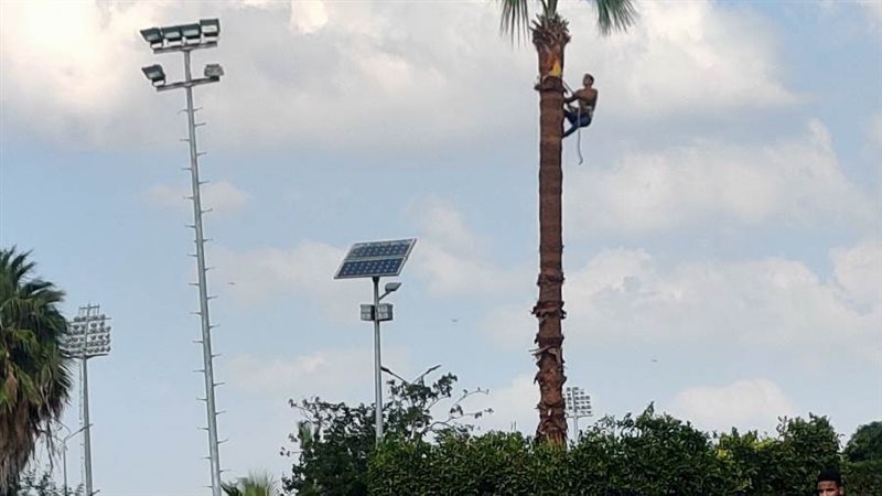 عرباوي فوق النخل