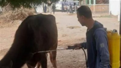 تحرير محاضر للحوم غير صالحة وتقديم الخدمات البيطرية وتحصين المواشي بالبحيرة