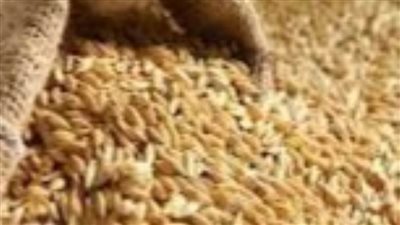 توريد 35 ألف طن أرز شعير بالشرقية