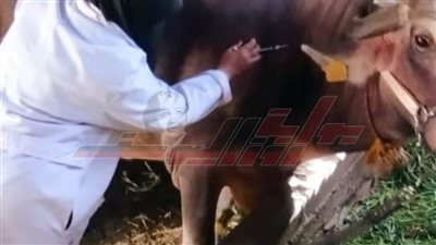 105 لجان بيطرية وغرفة عمليات لتحصين مواشي كفر الشيخ