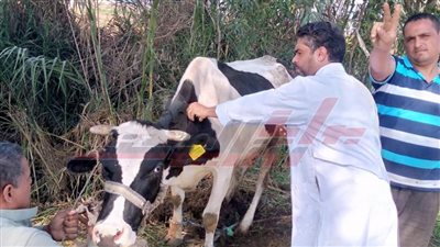 انطلاق الحملة القومية للتحصين ضد الحمى القلاعية وحمى الوادي المتصدع