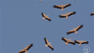 مصر تفوز بأحسن الممارسات للحفاظ على الطيور الحوامة لعام ٢٠٢٢