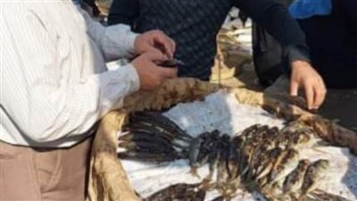 تشميع 7 منشآت غذائية وإعدام 2 طن أغذية فاسدة بالشرقية 