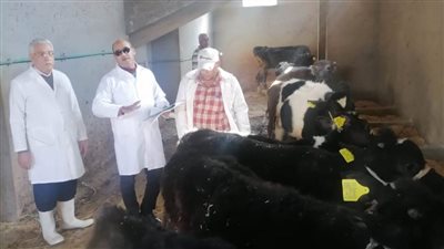 تحصين 130 ألف رأس ماشية ضد الحمى القلاعية بالبحيرة 