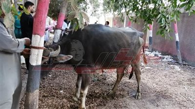 تحصين 70 ألفًا و250 رأس ماشية ضد الحمى القلاعية والوادي المتصدع بكفر الشيخ