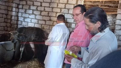 لجان متنقلة وغرفة عمليات لمتابعة تحصين وترقيم مواشي كفر الشيخ