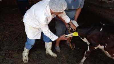 تحصين 325 رأسا من الثروة الحيوانية بالعريش 