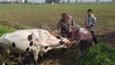 الترقيم والتسجيل والتأمين على مواشي كفر الشيخ 