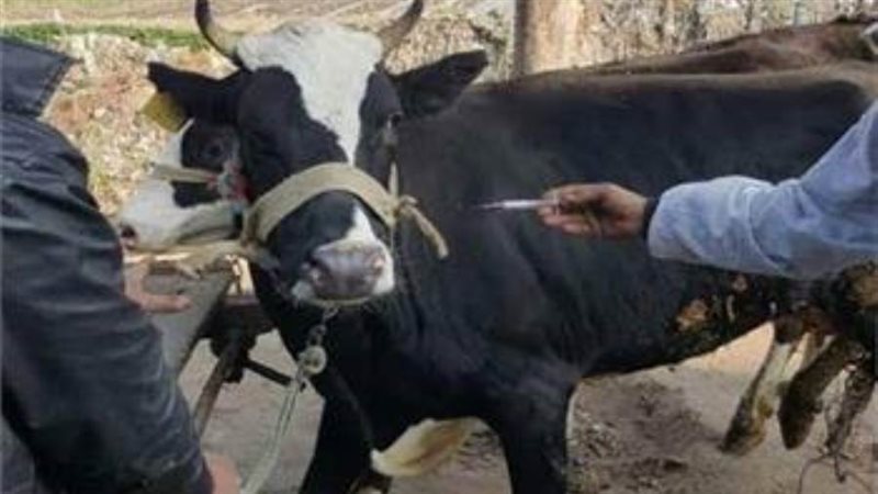 حملات الطب البيطري