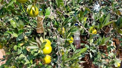 زراعة الإسماعيلية تكثف المرور على مصائد ذبابتي الفاكهة والخوخ بمركز التل الكبير 