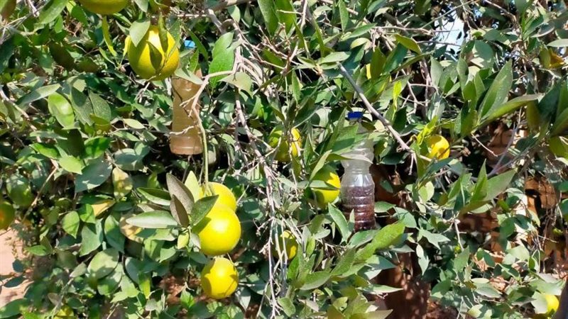 مصائد ذبابتي الفاكهة