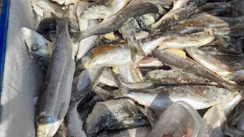 تحرير 60 محضر تموينى