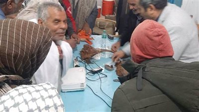 زراعة الوادي الجديد تواصل حربها ضد سوسة النخيل الحمراء 