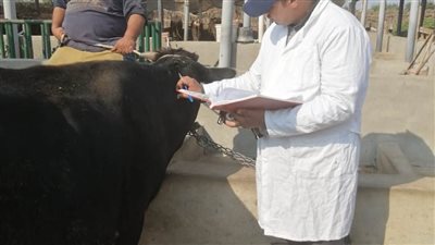جهود الطب البيطري بالبحيرة.. ذبح 274 ذبيحة داخل المجازر المعتمدة وعلاج 1582 رأس ماشية ضد الطفيليات