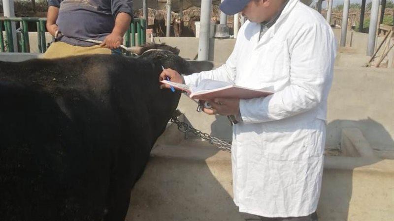 جهود الطب البيطري