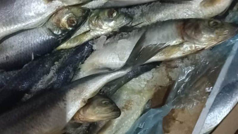 ضبط 8 طن سمك هارنج