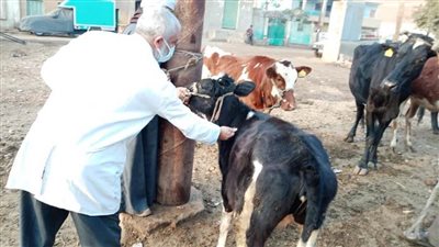 تحصين 83483 رأسًا من الثروة الحيوانية ضد الحمى القلاعية ببني سويف