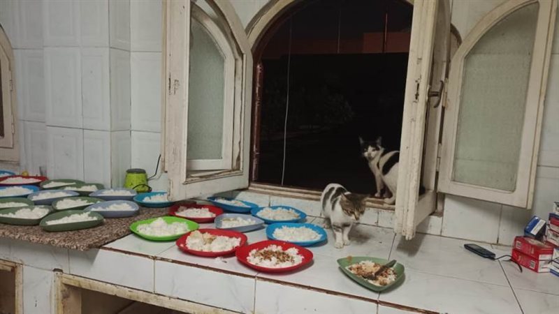 طعام غير أدمى